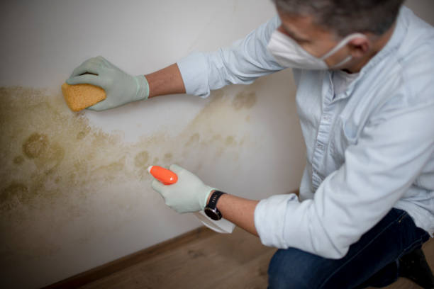 Mold Testing and Removal in South Venice, FL